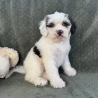 Nilla, a female Portuguese Water Dog for sale in Honolulu, HI – 3 of 4