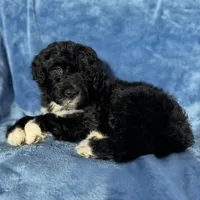 Maile , a female Portuguese Water Dog for sale in Honolulu, HI – 2 of 2