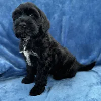 Makoa, a male Portuguese Water Dog for sale in Honolulu, HI – 3 of 3