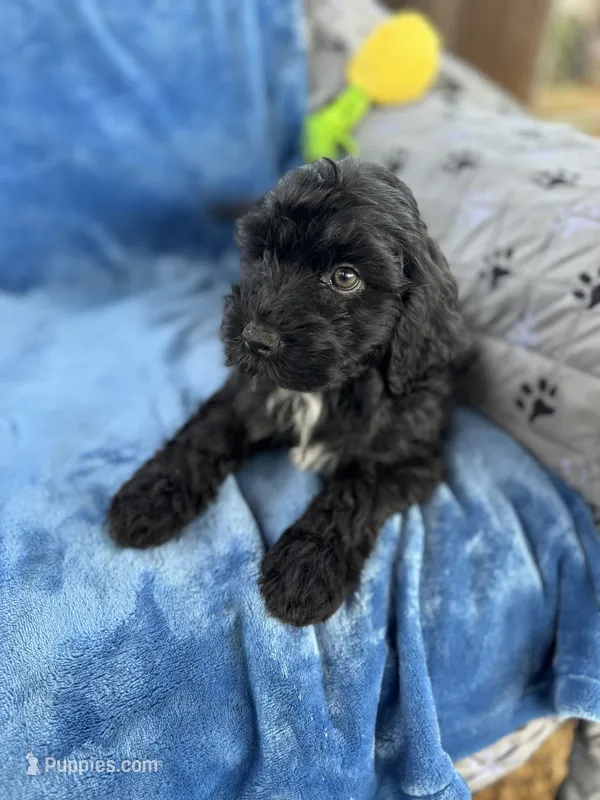 Kona – Portuguese Water Dog puppy for sale in Honolulu, HI