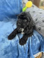 Kona, a female Portuguese Water Dog for sale in Honolulu, HI – 1 of 3