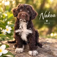 Nakoa, a male Portuguese Water Dog for sale in Honolulu, HI – 1 of 4