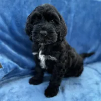 Makoa, a male Portuguese Water Dog for sale in Honolulu, HI – 1 of 3
