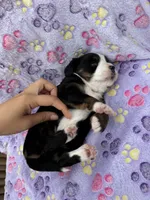 Holly blue eyes, a female Toy Australian Shepherd and Miniature Bernedoodle for sale in Honolulu, HI – Photo 5 of 6