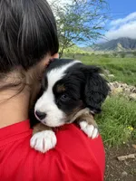 Holly blue eyes, a female Toy Australian Shepherd and Miniature Bernedoodle for sale in Honolulu, HI – Photo 3 of 6