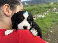 Holly blue eyes, a female Toy Australian Shepherd and Miniature Bernedoodle for sale in Honolulu, HI – Photo 1 of 6