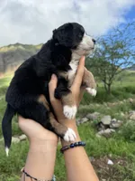 Holly blue eyes, a female Toy Australian Shepherd and Miniature Bernedoodle for sale in Honolulu, HI – Photo 4 of 6