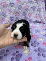 Holly blue eyes, a female Toy Australian Shepherd and Miniature Bernedoodle for sale in Honolulu, HI – Photo 6 of 6
