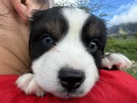 Holly blue eyes, a female Toy Australian Shepherd and Miniature Bernedoodle for sale in Honolulu, HI – Photo 2 of 6
