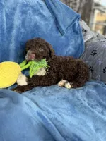 Malia, a female Portuguese Water Dog for sale in Honolulu, HI – 4 of 4