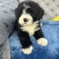 Moana, a female Portuguese Water Dog for sale in Honolulu, HI – 4 of 5