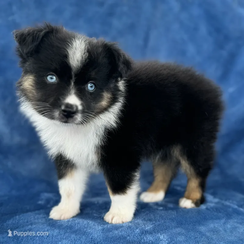 Milu – Toy Australian Shepherd puppy for sale in Honolulu, HI