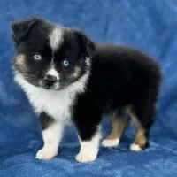 Milu, a male Toy Australian Shepherd for sale in Honolulu, HI – 1 of 4