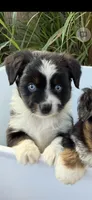 Lulu Blue Eyes , a female Toy Australian Shepherd for sale in Honolulu, HI – 1 of 2