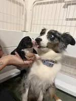 Chief , a male Toy Australian Shepherd for sale in Honolulu, HI – 5 of 5