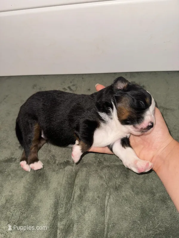 Chief  – Toy Australian Shepherd puppy for sale in Honolulu, HI