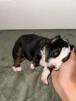 Chief , a male Toy Australian Shepherd for sale in Honolulu, HI – 2 of 5