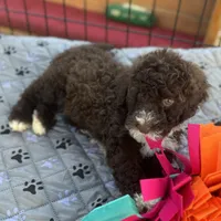 Momi , a female Portuguese Water Dog for sale in Honolulu, HI – 2 of 2