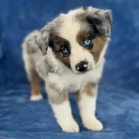 Makani, a male Toy Australian Shepherd for sale in Honolulu, HI – 2 of 5