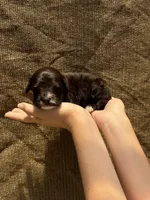 Smores , a male Portuguese Water Dog for sale in Honolulu, HI – 3 of 3