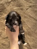 Smores , a male Portuguese Water Dog for sale in Honolulu, HI – 2 of 3