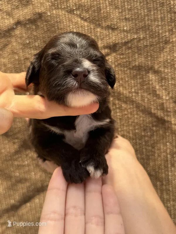Smores  – Portuguese Water Dog puppy for sale in Honolulu, HI