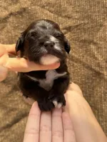 Smores , a male Portuguese Water Dog for sale in Honolulu, HI – 1 of 3