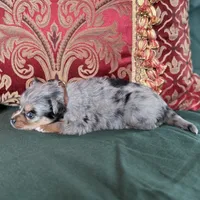 Cupcake, a male Toy Australian Shepherd for sale in Honolulu, HI – Photo 7 of 8