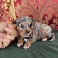 Cupcake, a male Toy Australian Shepherd for sale in Honolulu, HI – Photo 3 of 8