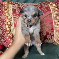 Cupcake, a male Toy Australian Shepherd for sale in Honolulu, HI – Photo 2 of 8