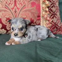 Cupcake, a male Toy Australian Shepherd for sale in Honolulu, HI – Photo 1 of 8
