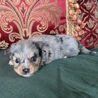 Cupcake, a male Toy Australian Shepherd for sale in Honolulu, HI – Photo 5 of 8