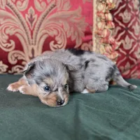 Cupcake, a male Toy Australian Shepherd for sale in Honolulu, HI – Photo 4 of 8