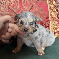 Cupcake, a male Toy Australian Shepherd for sale in Honolulu, HI – Photo 6 of 8