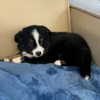 Tessa, a female Toy Australian Shepherd for sale in Honolulu, HI – 2 of 6