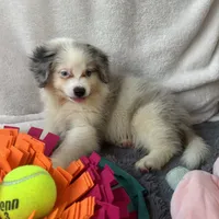 Legolas, a male Toy Australian Shepherd and Miniature Bernedoodle for sale in Honolulu, HI – 6 of 8