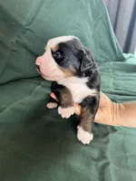 processed/0458dfb4-509b-4288-9aa4-3dc902da5339/listing/629103b5-2f67-4be0-bab8-4fb02a064e37/6659dd25-329b-4997-a2a9-c0c79e9cc55f