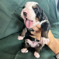 processed/0458dfb4-509b-4288-9aa4-3dc902da5339/listing/629103b5-2f67-4be0-bab8-4fb02a064e37/9f02af81-5171-4c7c-be7a-22feb323b36b