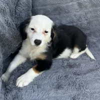 Lychee, a female Toy Australian Shepherd and Miniature Bernedoodle for sale in Honolulu, HI – 1 of 5