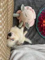 Legolas, a male Toy Australian Shepherd and Miniature Bernedoodle for sale in Honolulu, HI – 7 of 8