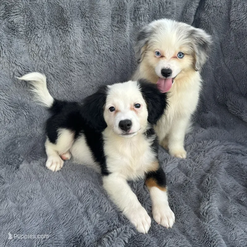 Happy Lady – Toy Australian Shepherd, Miniature Bernedoodle puppy for sale in Honolulu, HI