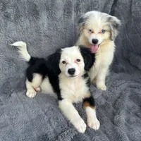 Lychee, a female Toy Australian Shepherd and Miniature Bernedoodle for sale in Honolulu, HI – 5 of 5