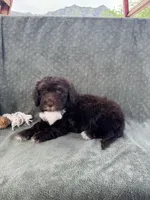 AKC Nina, a female Portuguese Water Dog for sale in Honolulu, HI – 3 of 3