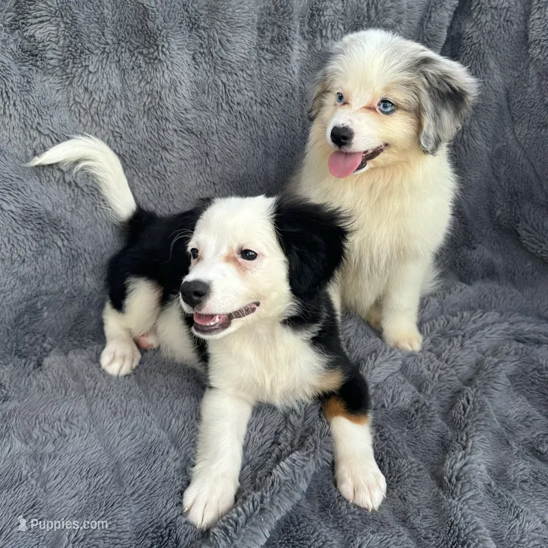 Buddy Blue Eyes Merle – Toy Australian Shepherd, Miniature Bernedoodle puppy for sale in Honolulu, HI