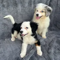 Legolas, a male Toy Australian Shepherd and Miniature Bernedoodle for sale in Honolulu, HI – 8 of 8