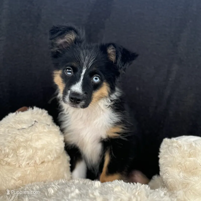 Zoom Blue Eyes – Toy Australian Shepherd puppy for sale in Honolulu, HI