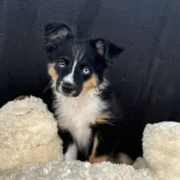 Zoom Blue Eyes, a male Toy Australian Shepherd for sale in Honolulu, HI – 1 of 5