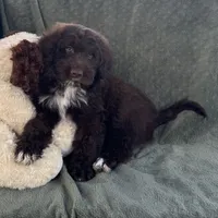 AKC Nanny, a male Portuguese Water Dog for sale in Honolulu, HI – 2 of 2