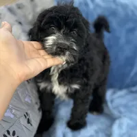 Kanani, a female Portuguese Water Dog for sale in Honolulu, HI – 2 of 3