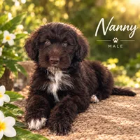 AKC Nanny, a male Portuguese Water Dog for sale in Honolulu, HI – 1 of 2